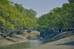 Up to 15% of Sundarbans Mangroves Losing Resilience to Cyclones, Climate Change and Human Pressure, Study Finds