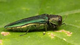 Maine Wants to End Emerald Ash Borer Quarantine. Critics Say It's Too Soon.