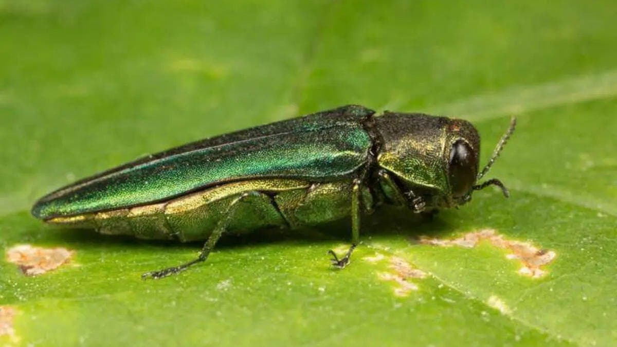 Emerald Ash Borer Quarantine Expansion Includes Hartford