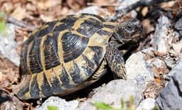 A more treacherous terrain for the world's species as UK erodes its wildlife trade rules