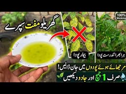 Best homemade organic liquid pesticide spray for plants || Sirf ik spray se tamam kiron ka khatma ||