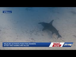 Critically endangered hammerhead sharks found dead on Florida beaches
