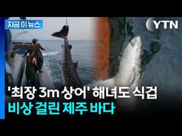 사람 주변을 공포스럽게 '빙빙'…제주 바닷속 상어 주의보 [지금이뉴스] / YTN