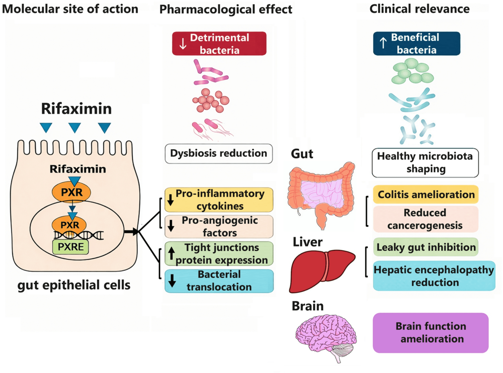 Rifaximin’s therapeutic spectrum: approved indications and experimental insights into emerging uses | Pharmacological Reports | Springer Nature Link