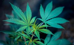 Cannabis Provides ‘Significant Improvements’ In Pain For Fibromyalgia, Rheumatoid Arthritis And Osteoarthritis Patients, Study Shows