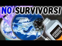4 EXACT Ways to Use Hydrogen Peroxide for Root Rot & Fungus Gnats