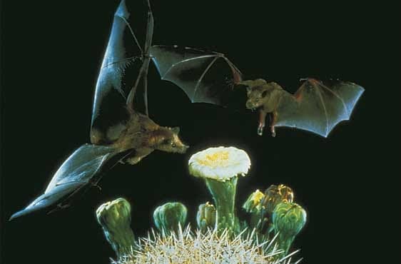 Seven things you probably didn't know about bats