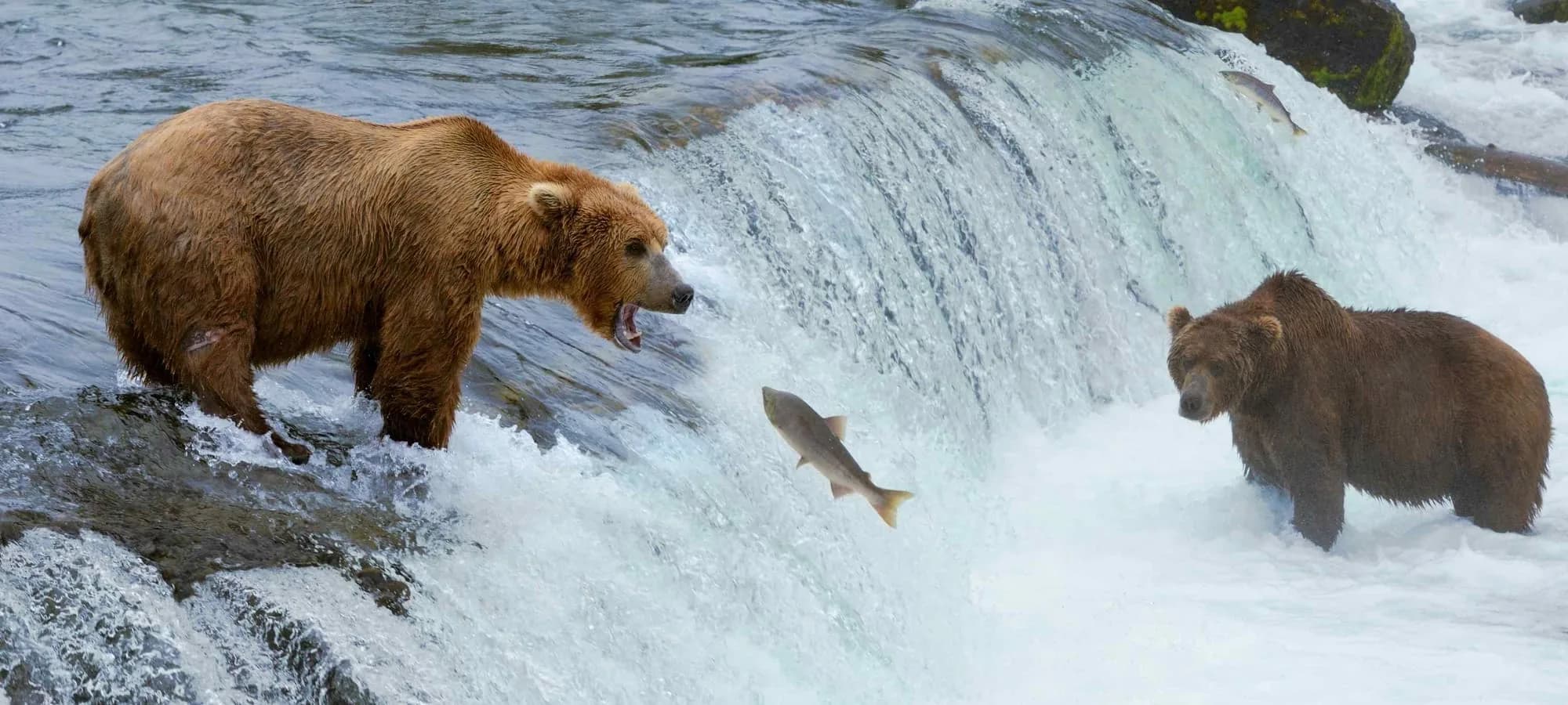 Grizzly Bears | Conservation