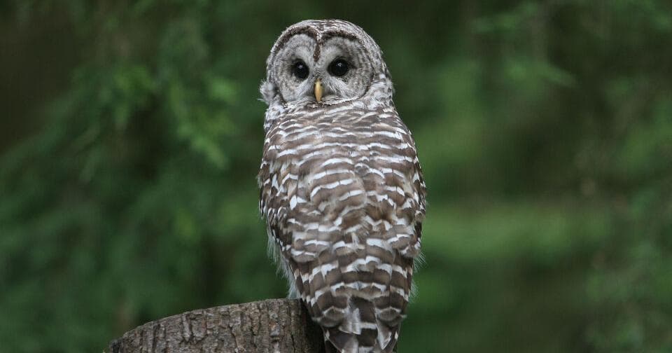 Trump administration opens endangered species' habitats ...