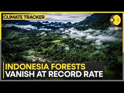 Indonesia: 66% Spike in Deforestation in 2025, Climate Consequences Escalate | WION Climate Tracker
