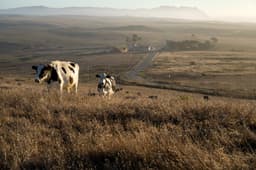 Last days on Point Reyes: Part 4 — Displaced ranch hands pay price for park's expansion - Local News Matters