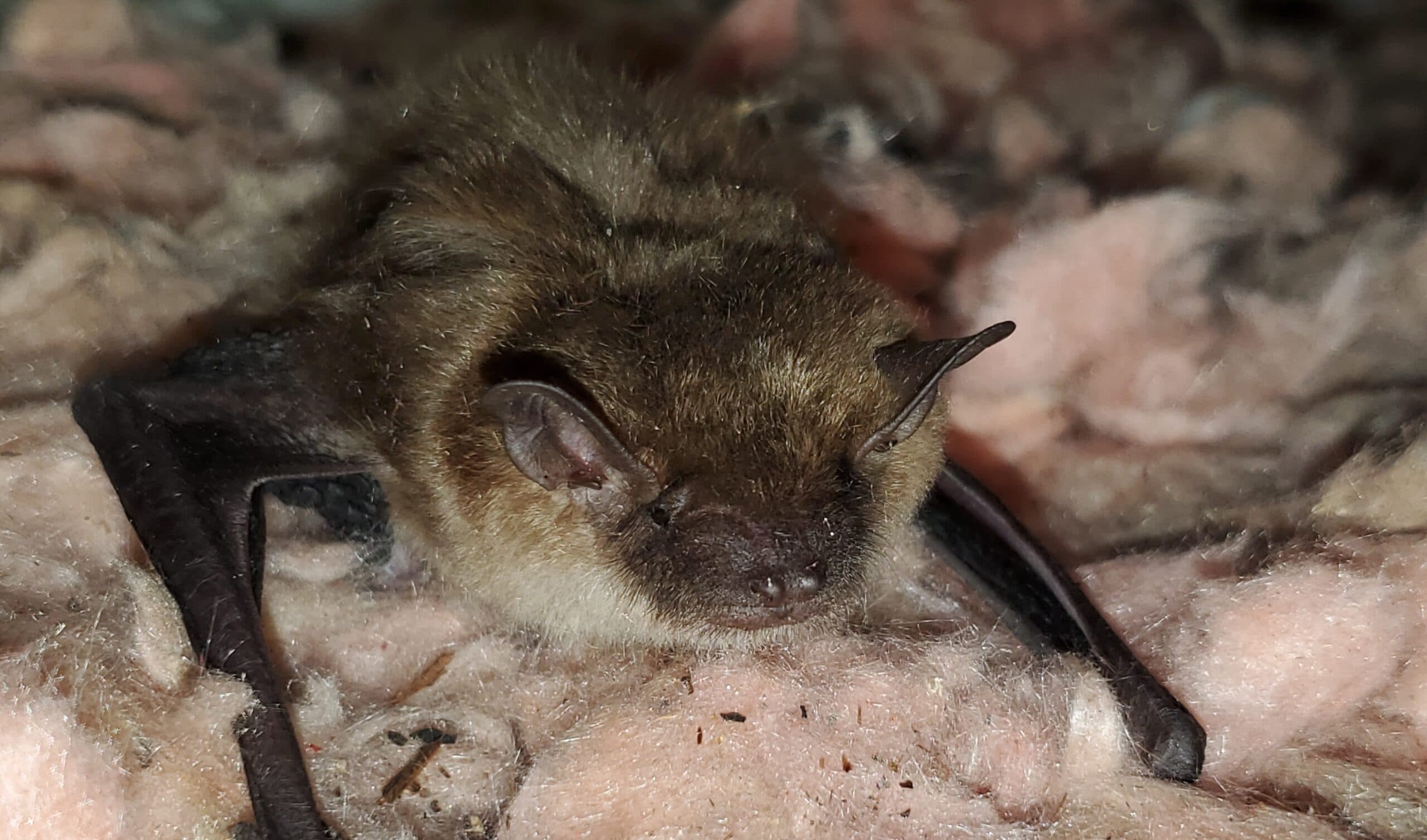 Winter Wildlife Myths In Canada | Skedaddle Toronto