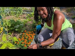 This AMAZING flower protects your veggie garden from common garden pests in soil and on plants