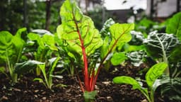 How To Make Room For Fall Vegetables When Summer Crops Are ...