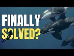 The Truth About Why Killer Whales Don't Hunt Humans