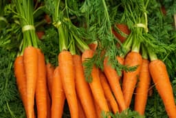 Quickest Growing Vegetables for the Time Conscious ...