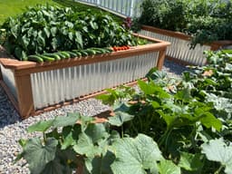 Ask an Expert – how does your garden grow? Tips for July