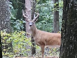 Kennesaw Mountain - Hardage Trail and Illinois Monument
