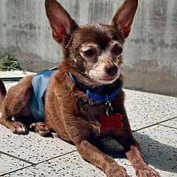 San Diego, CA - Chihuahua. Meet Yogi a Pet for Adoption