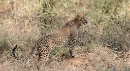 The Silenced Waghoba: Human–Leopard Conflict and the Future of Mumbai’s Sanjay Gandhi National Park