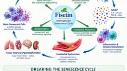 Friday Hope: Fisetin: Can a Senolytic Break the SARS-CoV-2–Senescence Feedback Loop?
