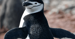 Which of these species do not live in the Bering Strait? | WWF