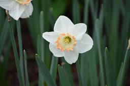 How Deep Do You Plant Daffodil Bulbs?