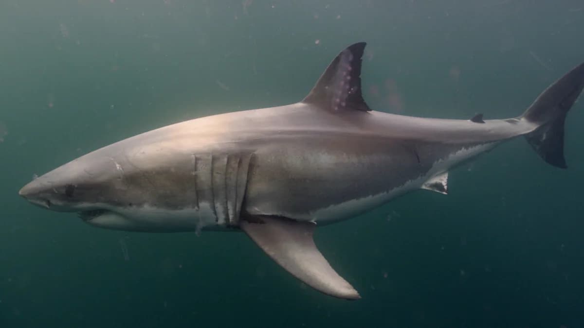 Should Alabama beachgoers worry after Florida shark ...