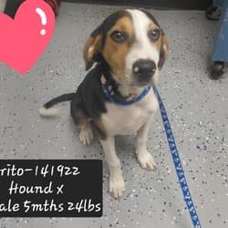 Beagle/Hound (Unknown Type). Meet Frito a Pet for Adoption