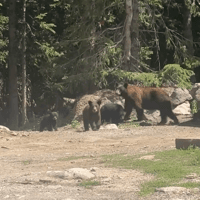 Colorado seeing large increase in bear sightings, incidents