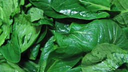 Leafy Greens Emerge as Single Most Potent Food for Dementia Prevention in Massive Analysis