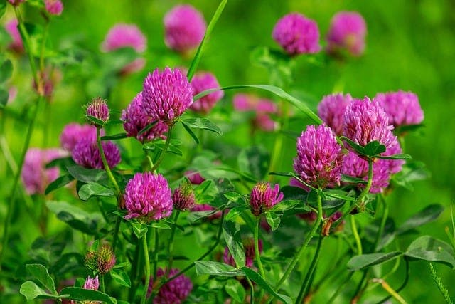 How plants transformed the planet- Climate Change Part 2 
