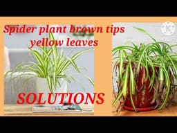 “Spider Plant Problems: #Brown-tips, #Yellow-leaves & Easy Fixes”