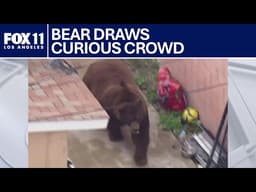 Giant bear wanders around Ventura County backyards | FOX 11 LA