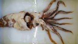 It all began with a strange, squid-like mass found in the stomach of a sperm whale in 1955 and 1956, and decades later, scientists discovered that it was something far stranger than anyone could have imagined