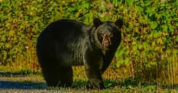 Be bear aware, as reported sightings on Newfoundland's ...