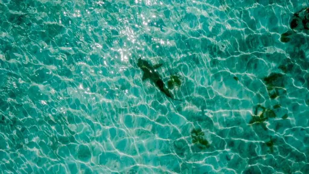 Shark Spotted Off Nusa Dua. Bali Officials Say That's a Good Sign.