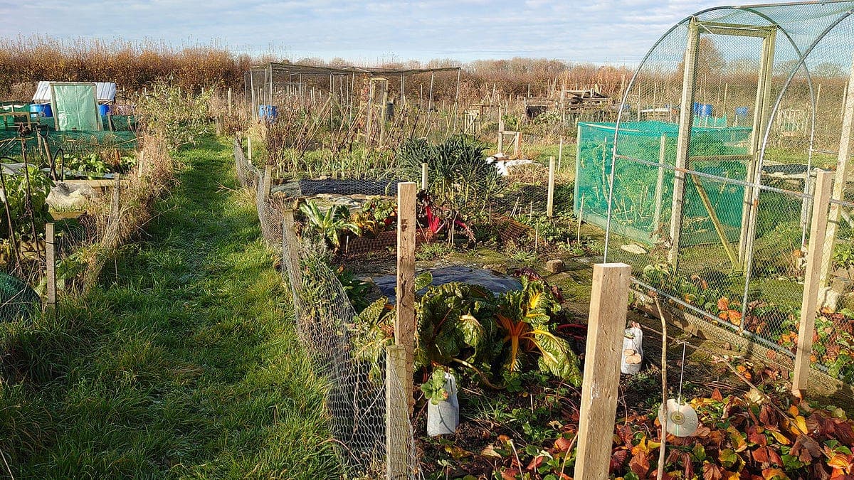 What’s lurking in your allotment soil? 