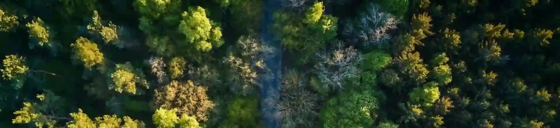 Sell your timber logs & trees for top dollar in Carroll County Ohio