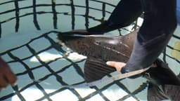 Three spotted gully sharks released back into the ocean in Eastern Cape