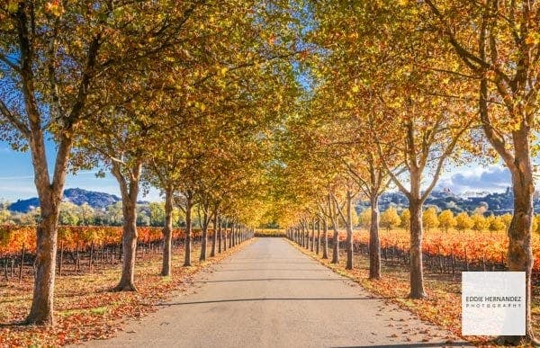 San Francisco Bay Area News, Events & Things To Do This Week: October 19-25, 2026