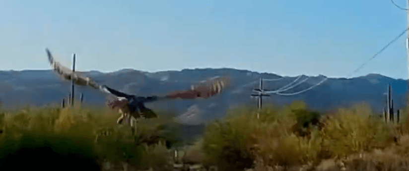 Patient of the Week: 1/16/26 - Tucson Wildlife Center