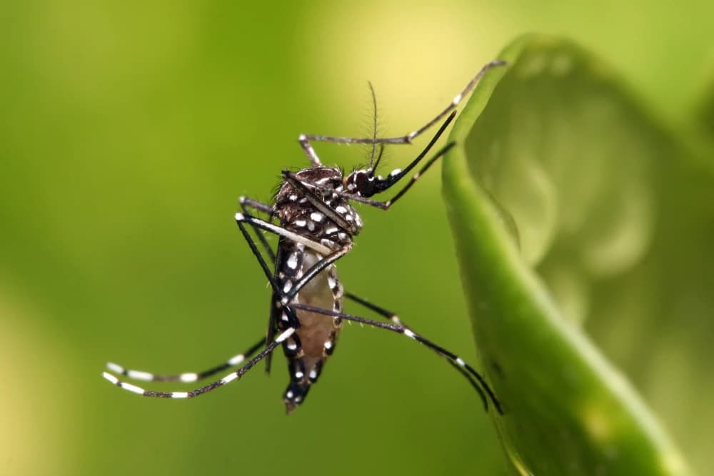 Daytime Mosquito Treatment by Air This Week in East ...
