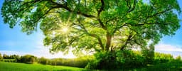 In Europe, forests may still be standing, but climate change is making it ...