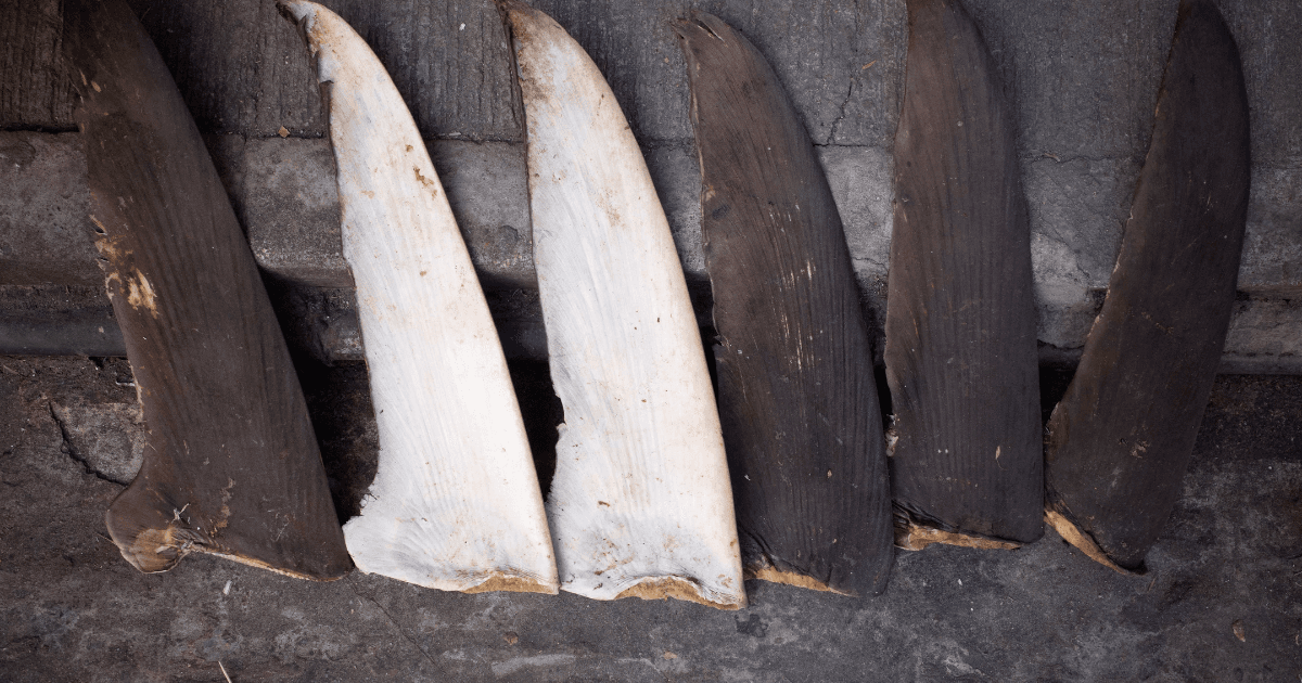 China’s Shark Finning Could Lead to U.S. Seafood Sanctions