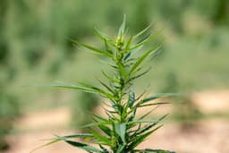 Pa.'s Attorney General is backing a hemp product ban. ...