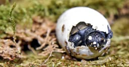 Repopulation and Reintroduction Programs | Conservation at Brookfield Zoo Chicago