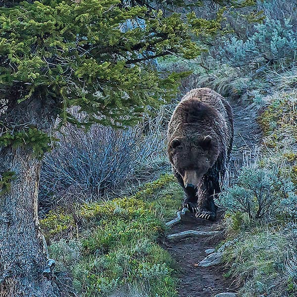 Grizzly Bear Conservation Advances