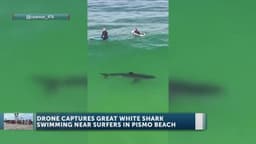 Great White Shark Caught on Camera in Pismo Beach