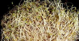 Warning about contaminated alfalfa sprouts in Minnesota